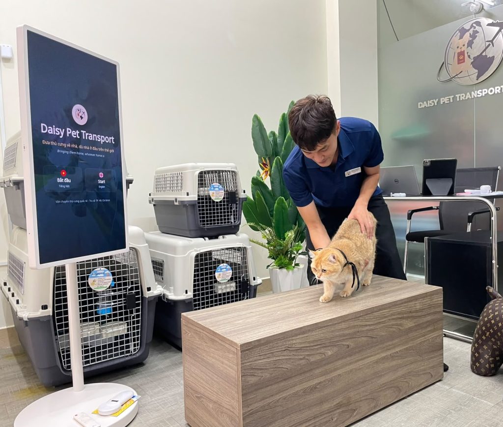 A Daisy Pet Transport staff member checking a cat before a crate fitting at the company office in Ho Chi Minh City